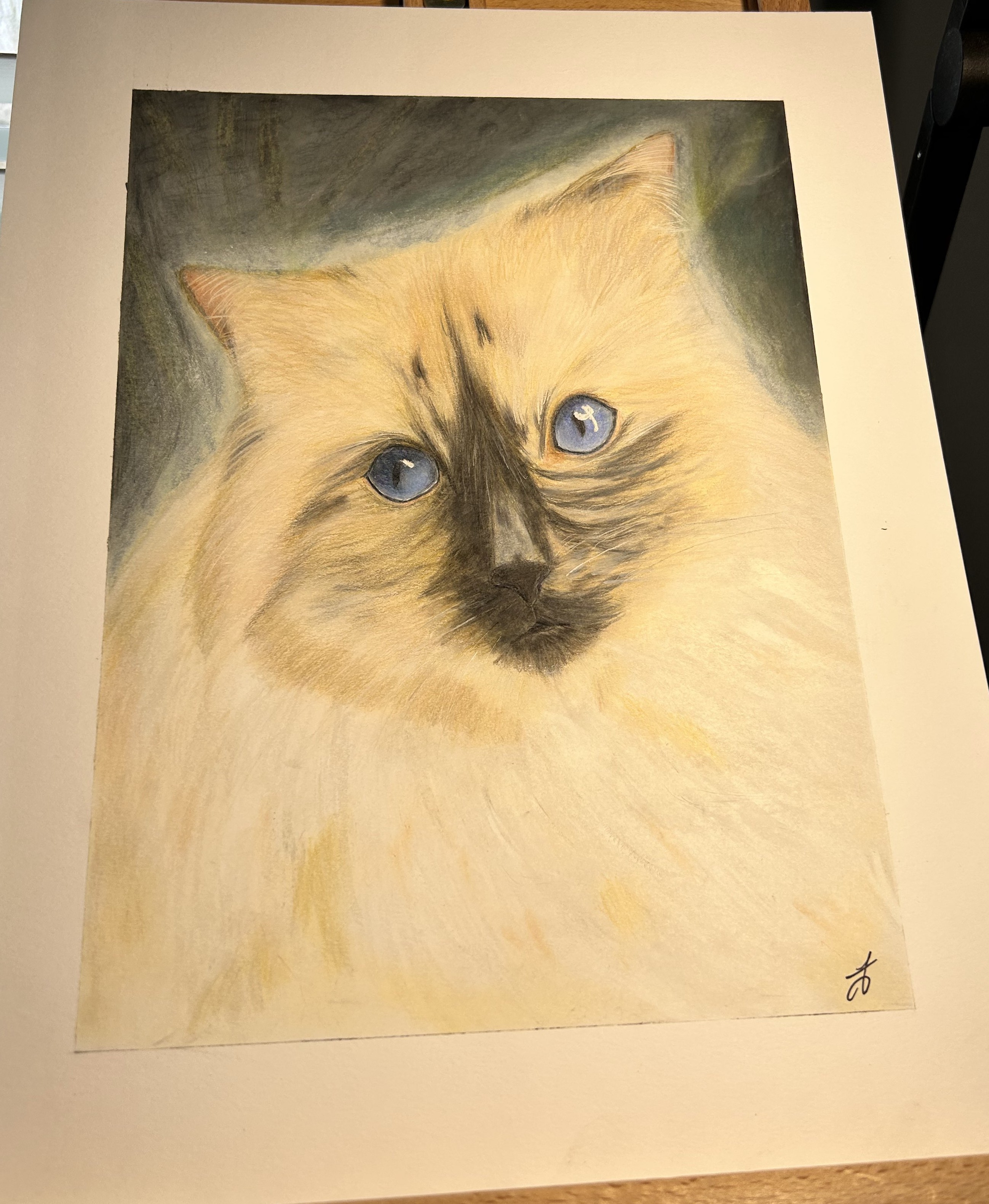 Cats Gallery