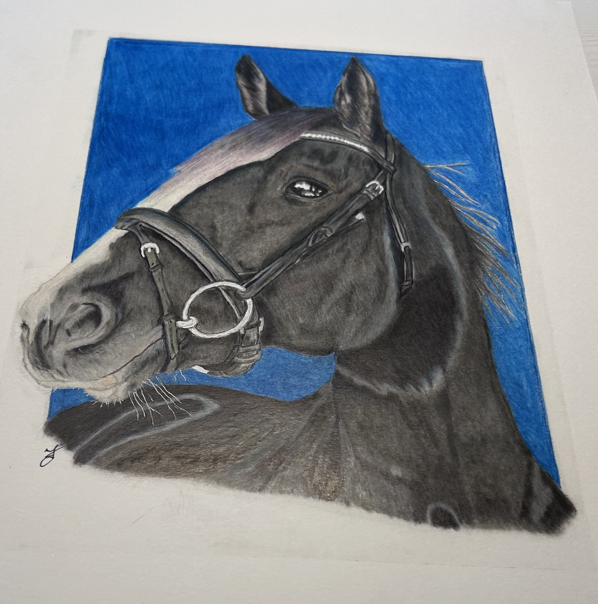 Horses Gallery