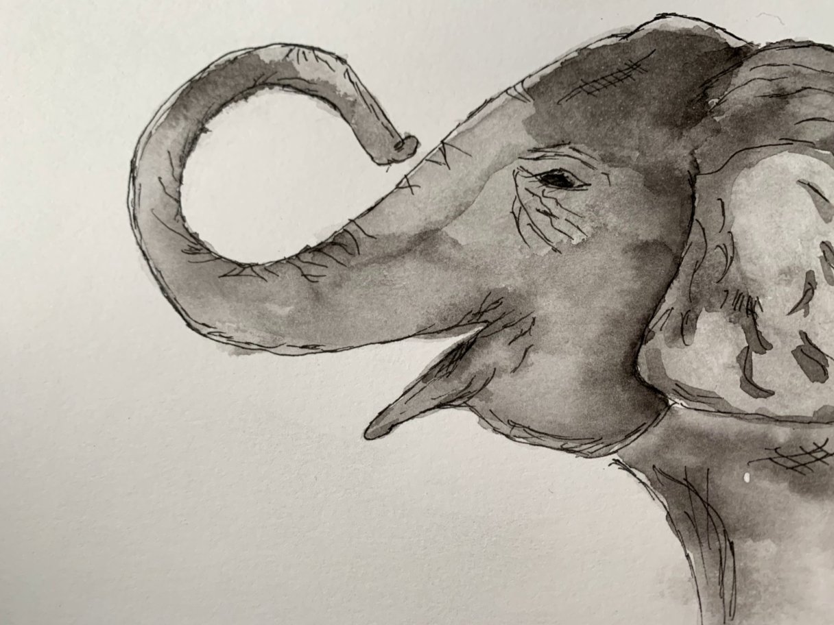 Elephants Gallery